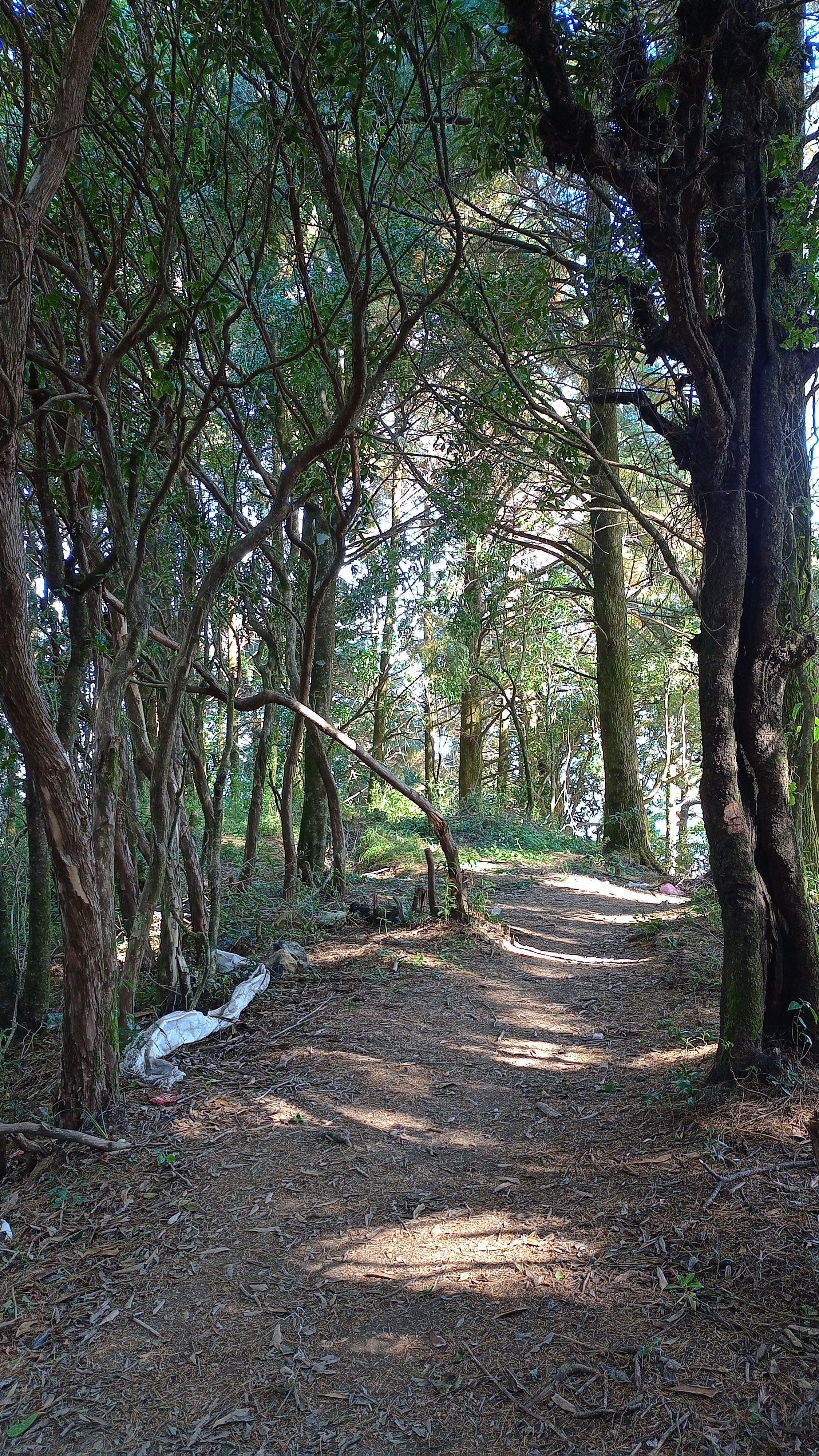 Path between trees