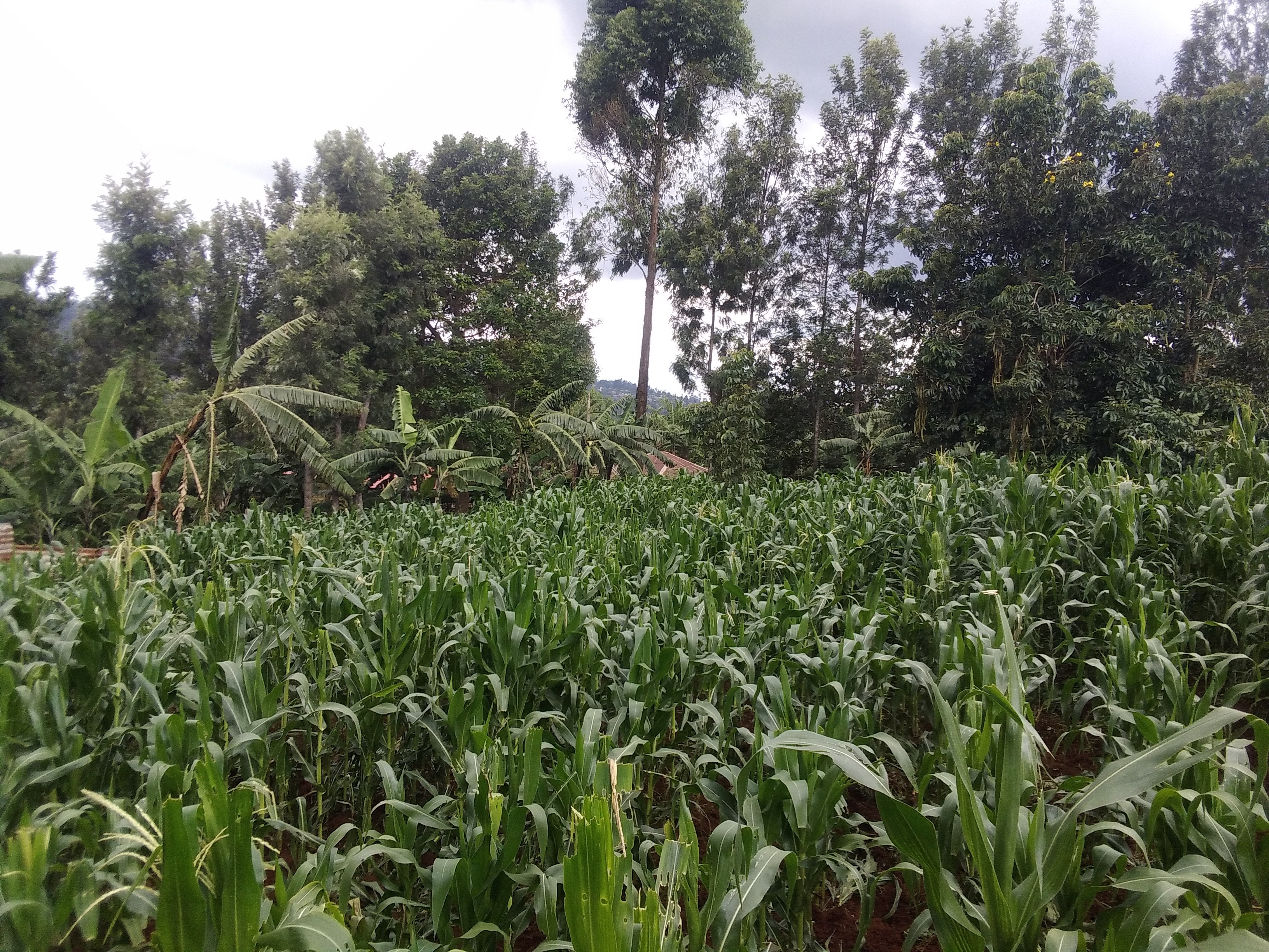 Maize plantation