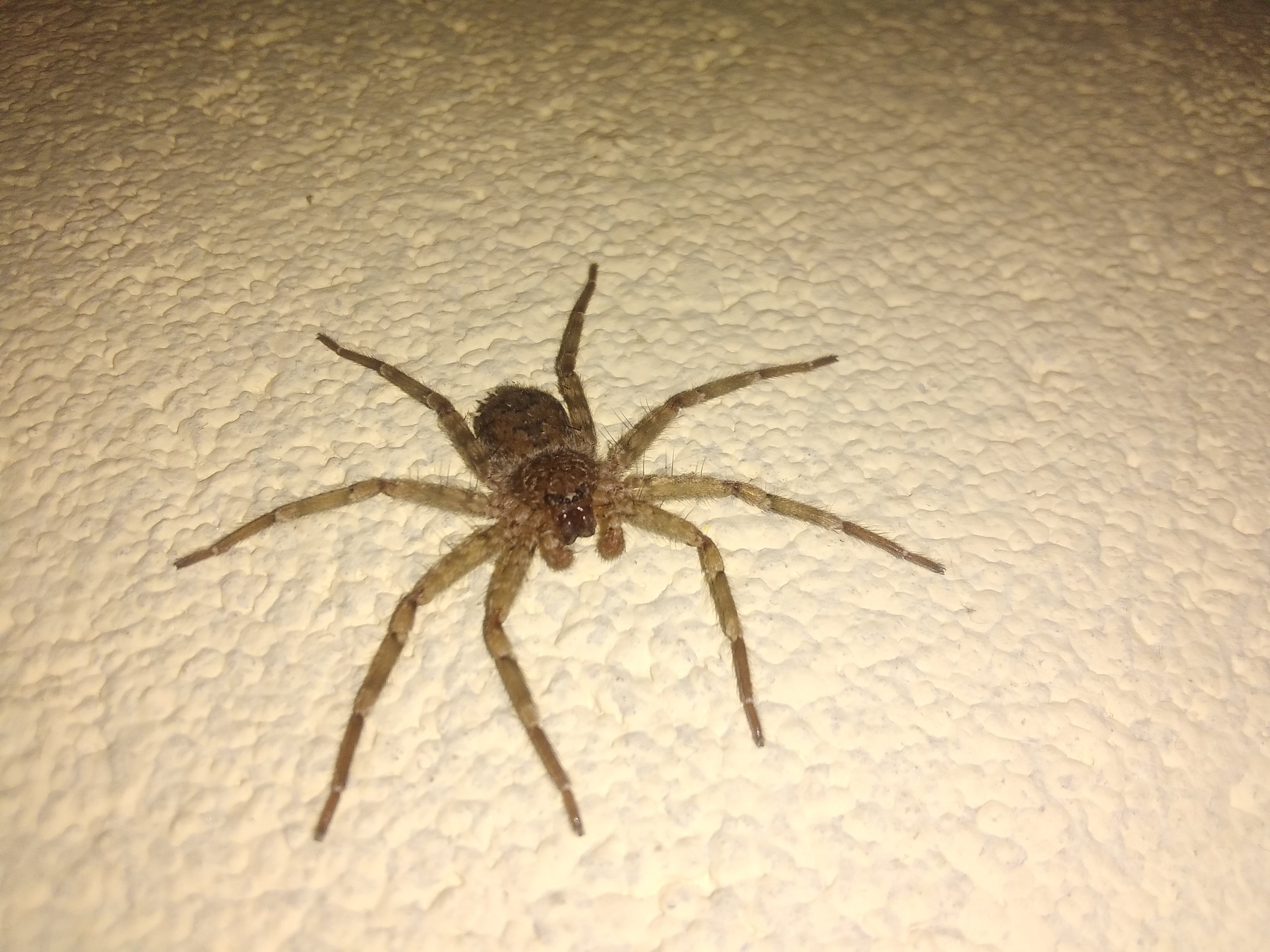 Wall Spider