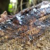 Grevillea robusta tree log