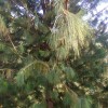 Pinus Patula