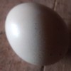 Kienyeji egg