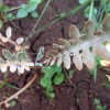 Phacelia fremontii calflora
