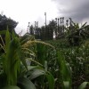 Maize plantation