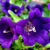 Purple Bellflowers