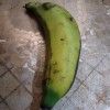 Macho banana