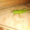 Green cricket