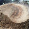 Grevillea robusta tree log