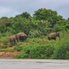 Mattewara Forest Elephants