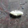Molted Juvenile Cockroach