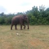 Udawalawe Kandu Elephant