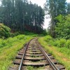 Ooty Railroad with Forest
