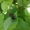 Winged Carpenter Ant