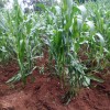 Maize plantation