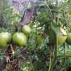 Propped tomatoes