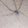 Marbled cellar spider