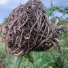 Bird&#039;s nest