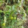Propped tomatoes