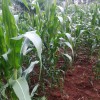 Maize plantation