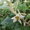 Solanum Aculeastrum
