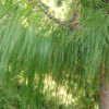 Pinus Patula