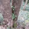 Eucalyptus tree