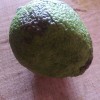 Persian lime