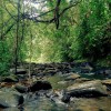 Wayanad Small Waterfall Road