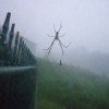 Spider in its web in the midst of fog