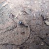 Safari ants