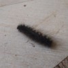 Black Spiky Caterpillar