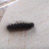 Black Spiky Caterpillar