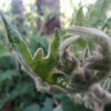 Solanum Aculeastrum