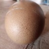 Hybrid egg