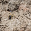 Black mud-dauber wasp