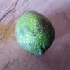 Persian lime