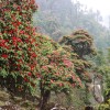 Rhododendron-National-Flower-Nepal