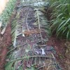Organic mulch