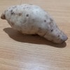 Cilembu sweet potato