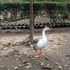 Duck at zoo of Kathmandu Nepal