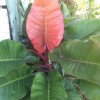 red-leaf philodendron