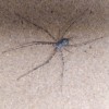 Marbled cellar spider