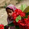 Girl selling rhododendron