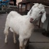 Goat at Kathmandu Nepal