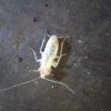 Molted Juvenile Cockroach