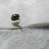 Sprouting cannabis seed