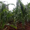 Maize plantation