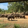 Udawalawe Elephant Orphanage