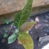 Avocado seedling