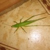 Green cricket